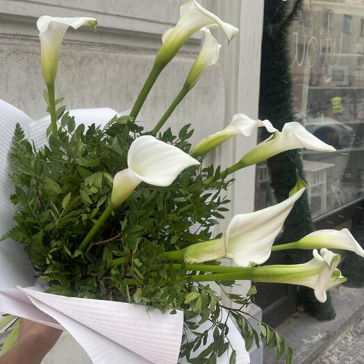 Elegant callas