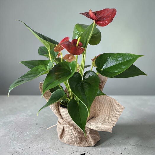 Anthurium Red