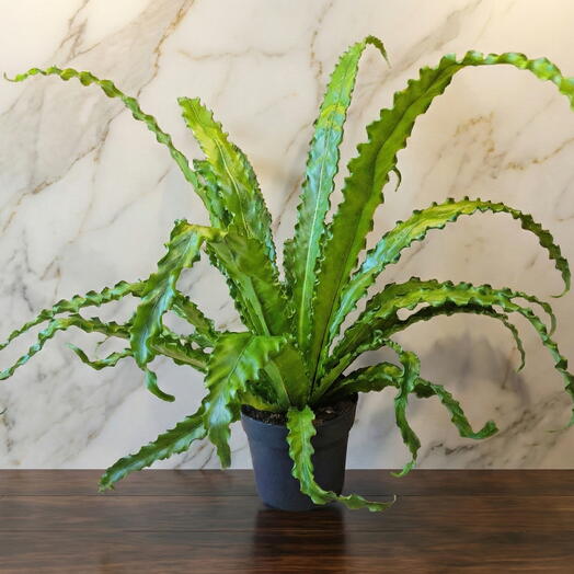 Asplenium