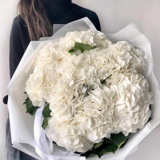 Hortencia mono Snowball