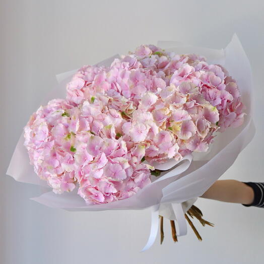 Ortensie rosa - 9