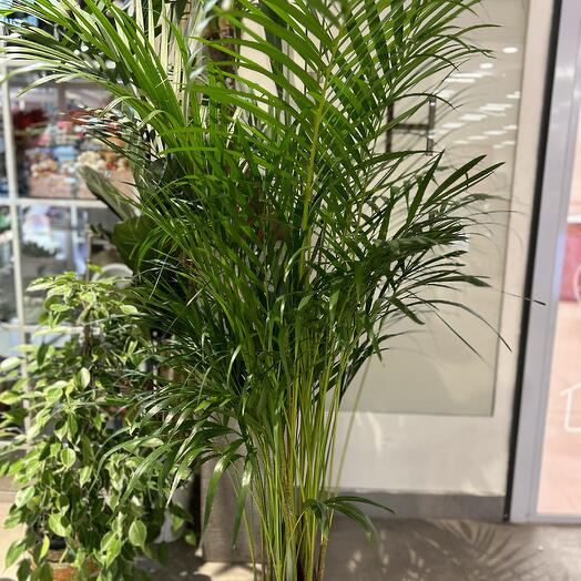 A Parlor Palm (Chamaedorea elegans)
