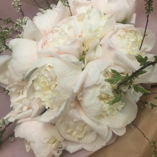 PEONIA Snow