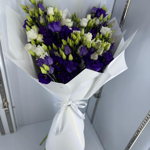 Eustoma violet with white