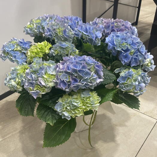 Hydrangea in a pot