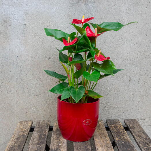 Anthurium in a red ceramic pot
