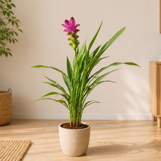 Curcuma