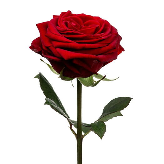 Red rose 70cm