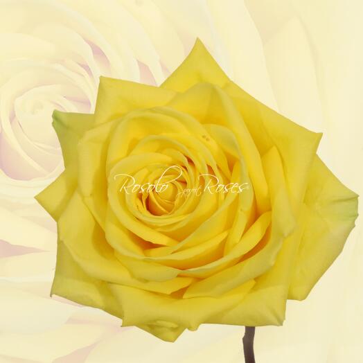 Single yellow Roses 80 cm