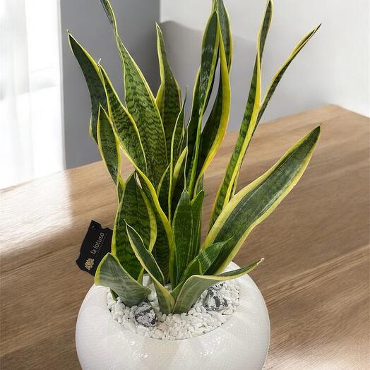 Sansevieria (Snake Plant)