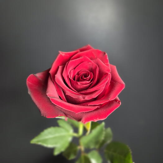 Premium Roże Rose Ekwador 60cm красная роза