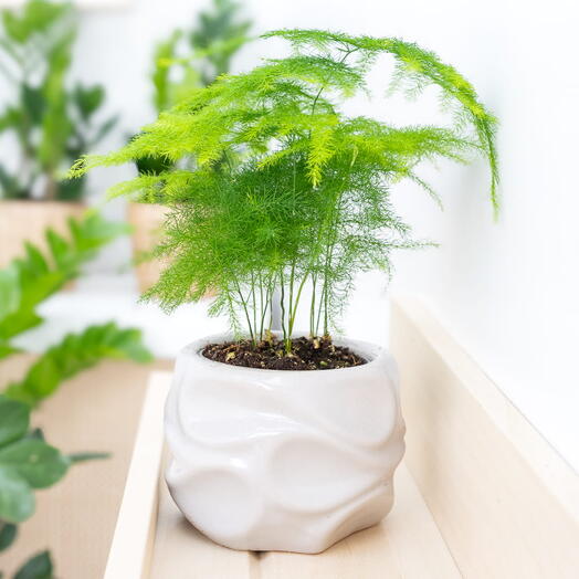 Asparagus setaceus Plumosus ~ 15cm + coprivaso