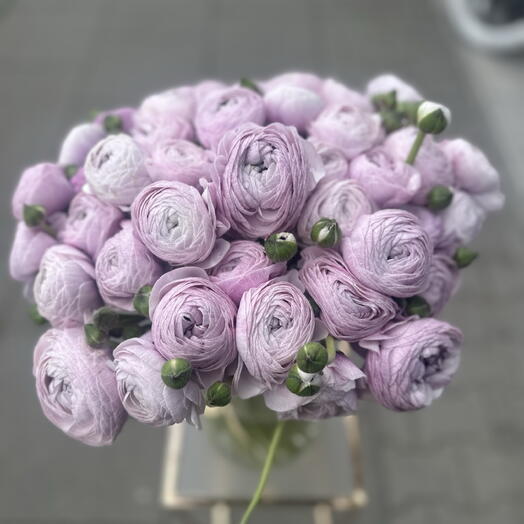 Ranunkel Frühling Violett 10