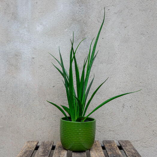 Sansevieria in green ceramic pot