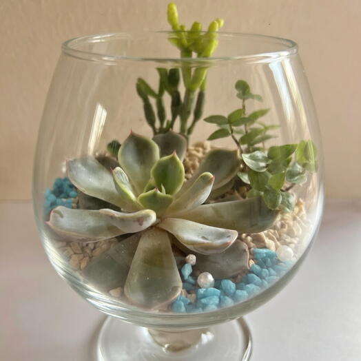 Florarium in a glass