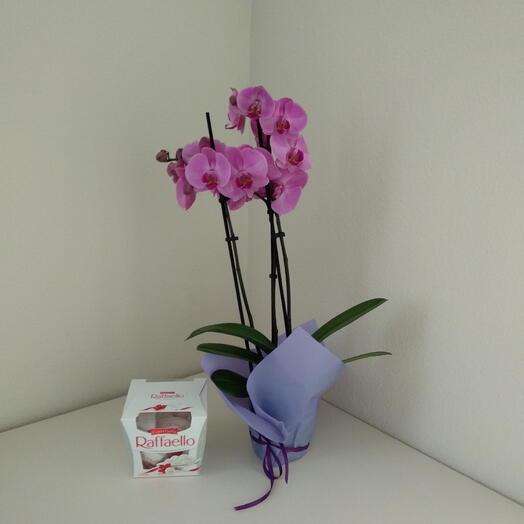 Orchid plant with Rafaello