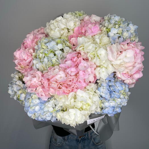 Hydrangea