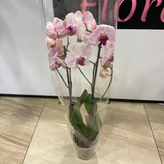 Orchid phalaenopsis white-pink 2 branches