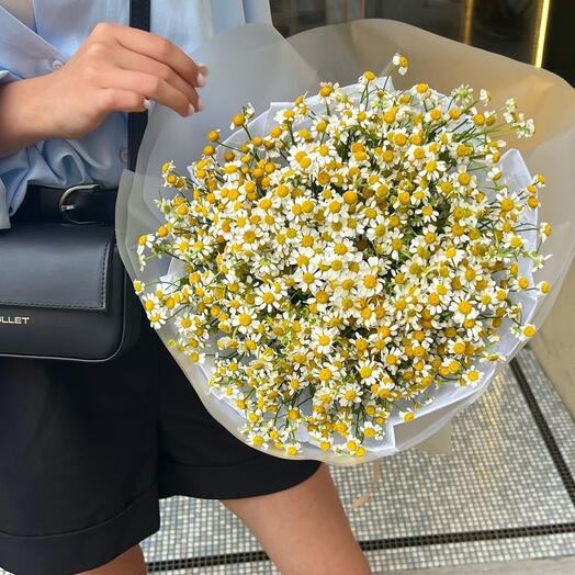 Ромашки «Tanacetum