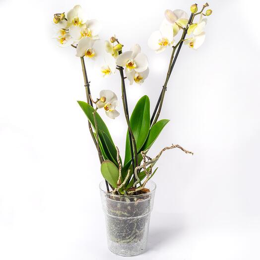White orchid 2-branches
