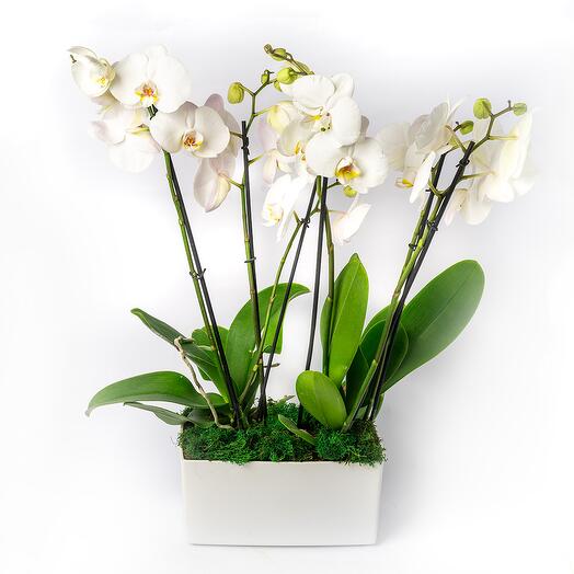 Composition of 2 orchids