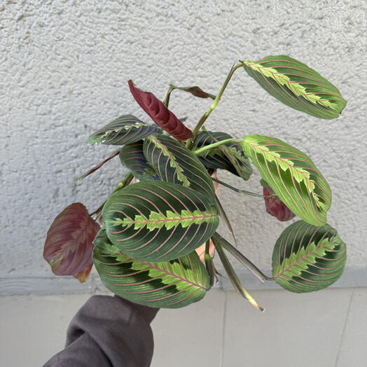 Indoor plant Calathea Maranta
