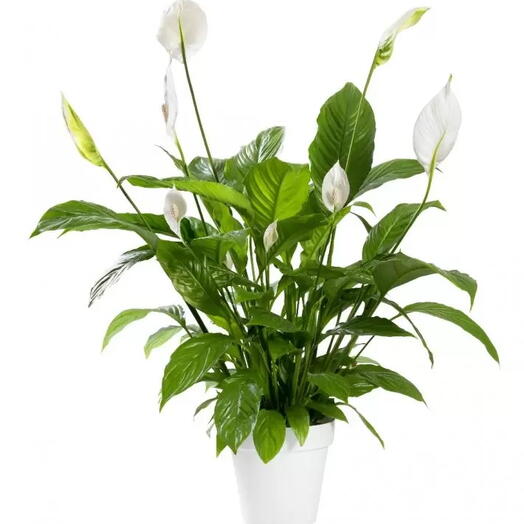 Peace Lily