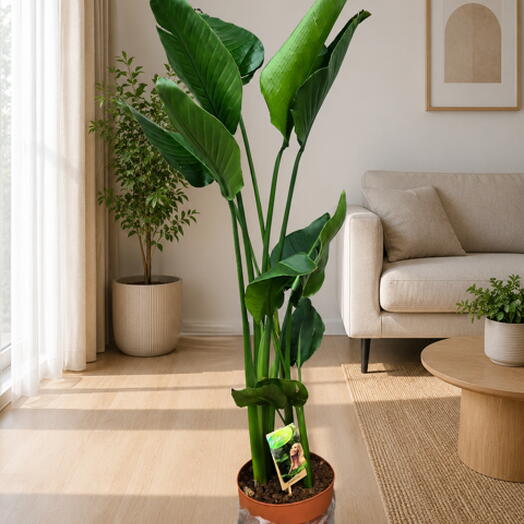 Strelitzia