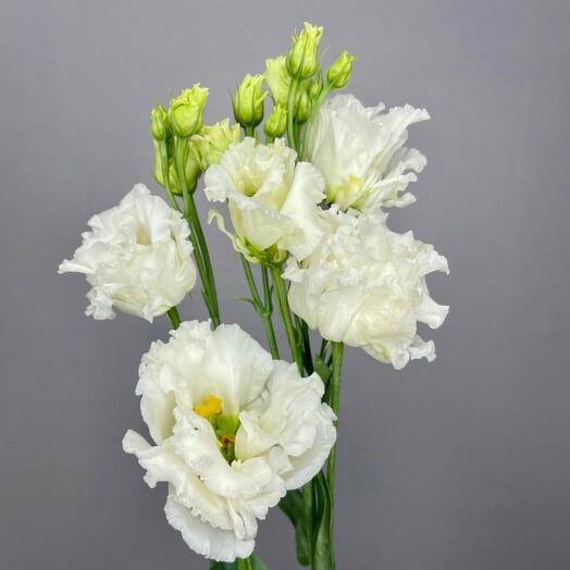 White Eustoma