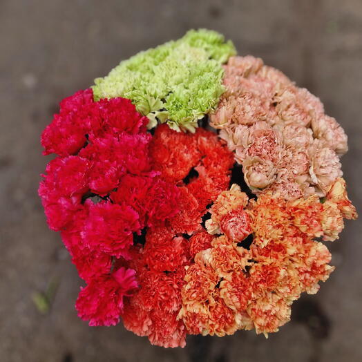 Mixed carnation