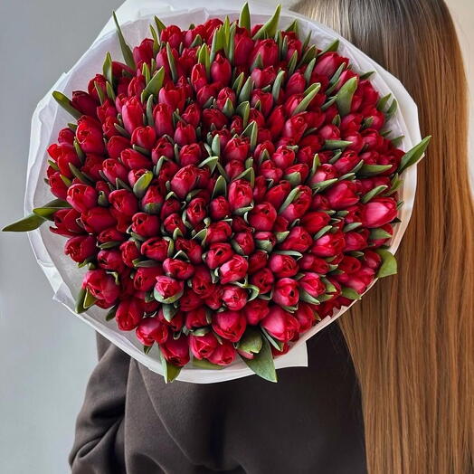 Red tulips 50 stems