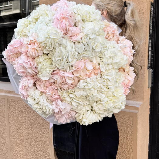 Hortenzia 29 pink white