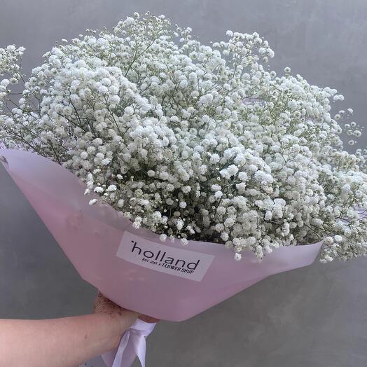 White Gypsophila