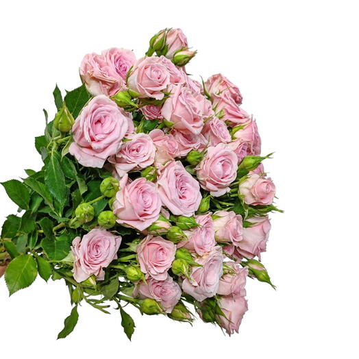 Single Pink Spray Roses