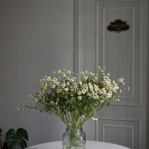 Monobouquet (Daisies)