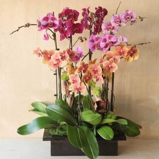 Orchidea Phalaenopsis