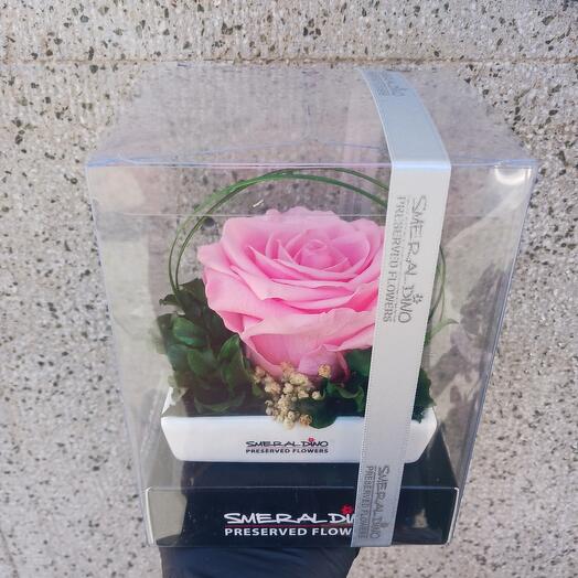 Stabilised rose Light pink