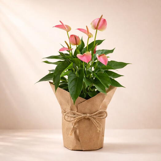 The Plant "The Pink Anthurium"