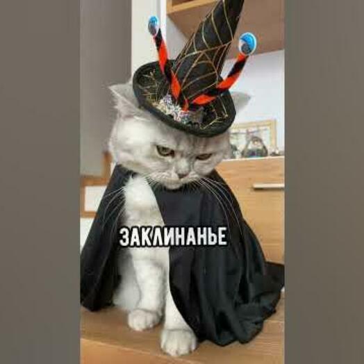 Тест котик 1