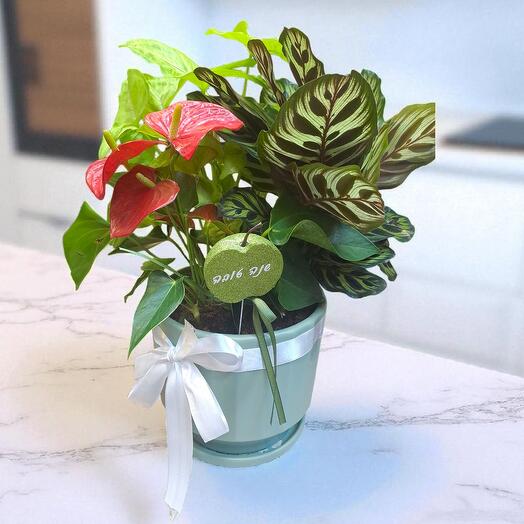 Cocktail of plants Shana tova