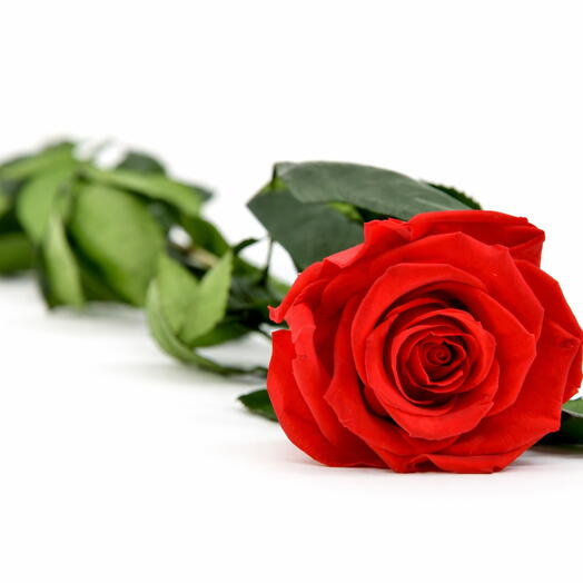 Stabilisierte rote Rose mit Stiel 50 cm