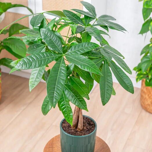 Pachira aquatica - piantina della fortuna ~ 25cm