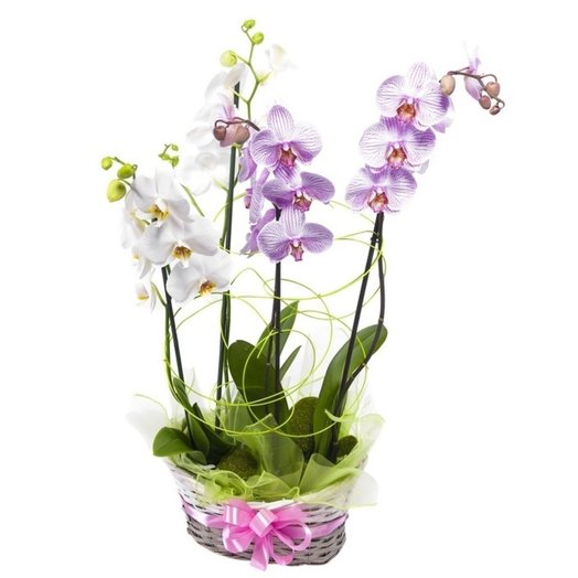 basket of orchids phalaenopsis