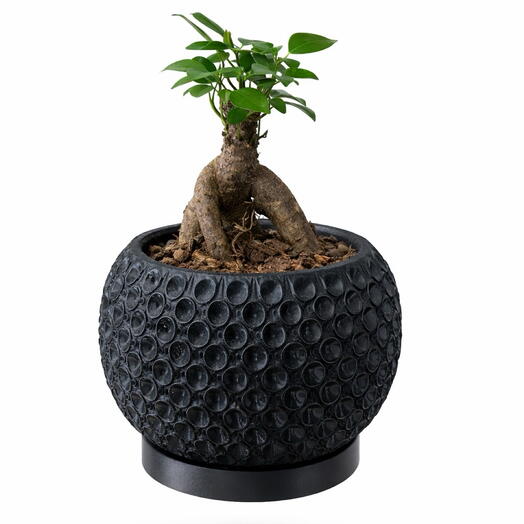 Ficus Bonsai