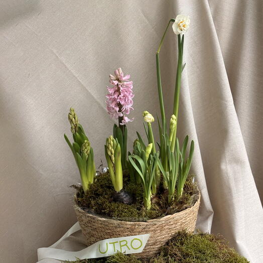 Planted Narcissus and Hyacinths