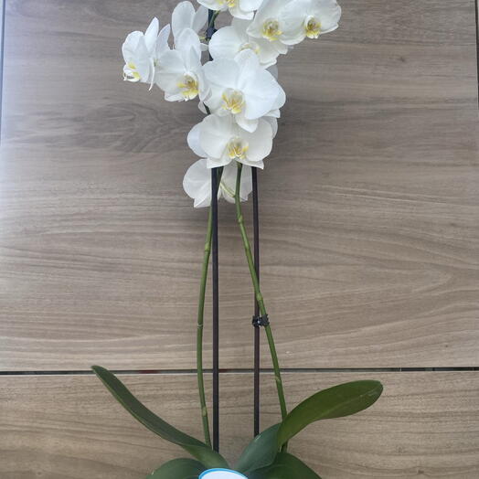 Orchid phalenopsis 1