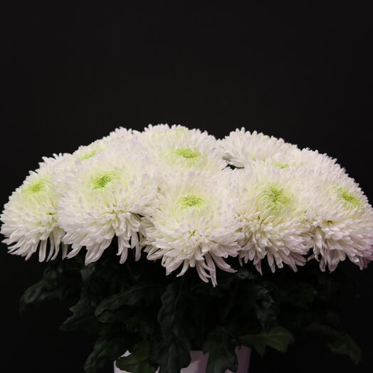 Chrysanthemums "Magnum"