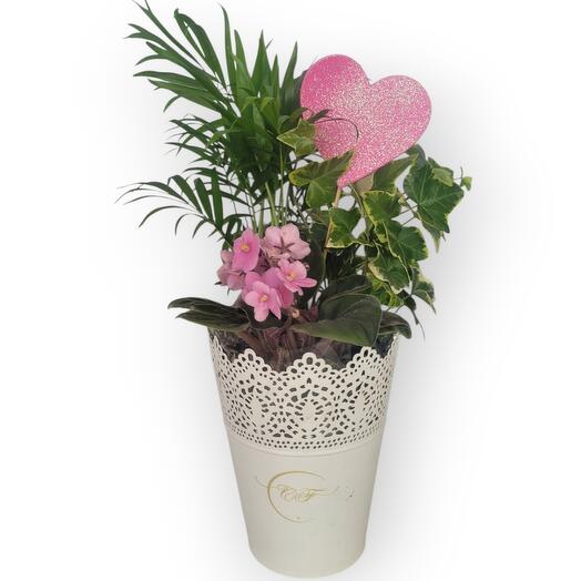 Edwards garden, flower pot