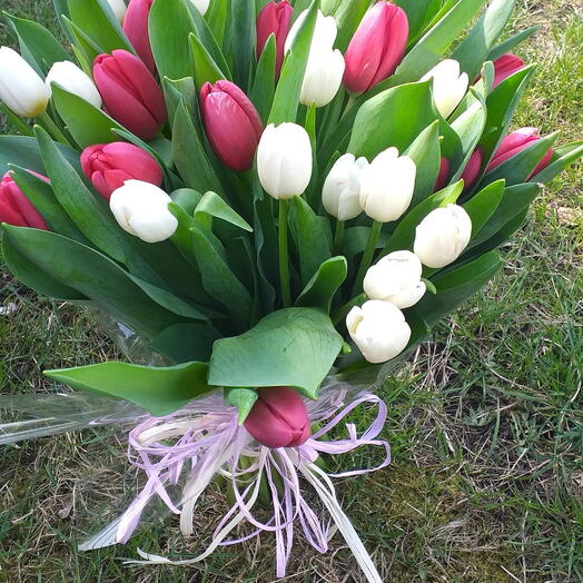 Harmonie Printanière de Tulipes