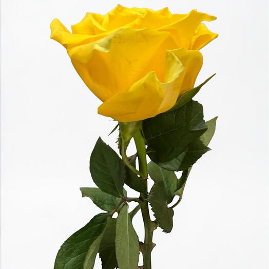 Rose yellow